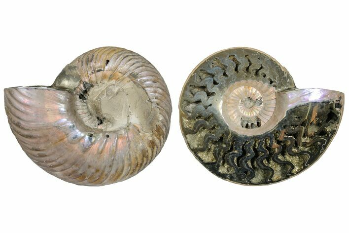 2.5"  One Side Polished, Pyritized Fossil, Ammonite - Russia